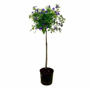 Lycianthes Rant. (Paraguay Nightshade) in Pot 19cm