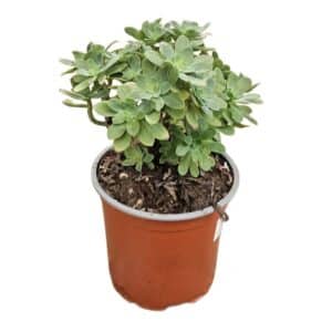 Sedum Palmeri in Pot 15cm