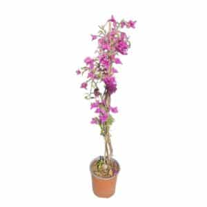 Bougainvillea Alexandra In Pot 17cm H70cm