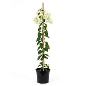 Bougainvillea Don Mario In Pot 17cm H70cm