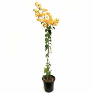 Bougainvillea Lady Mary Baring In Pot 17cm H70cm
