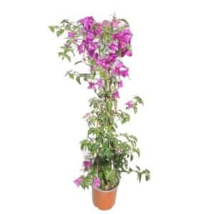 Bougainvillea Sanderiana In Pot 17cm