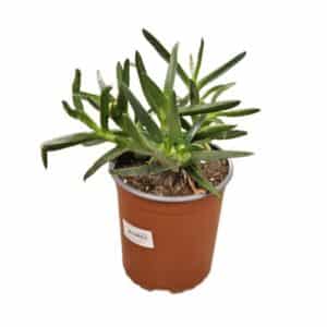 Carpobrotus Edulis (Swaba Tal-Madonna) in Pot 17cm