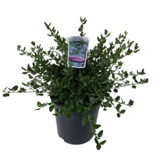 Ceanothus Yankee Point in Pot 17cm