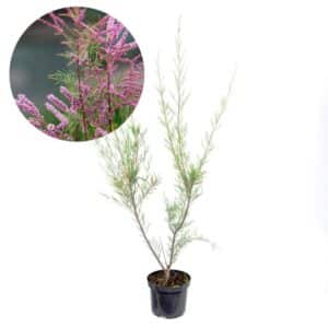 Tamarix Ramosissima (Pink Flower) in Pot 17cm