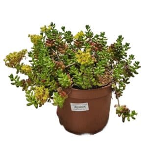 Sedum Rubrotinctum in Pot 22cm