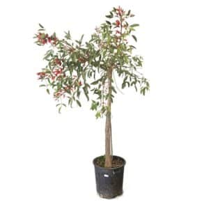 Erythrina Fusca (Coral Tree) in Pot 45cm H180cm