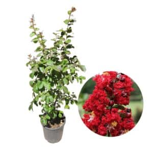 Lagerstroemia Dynamite (R) Clt.10 (28cm)