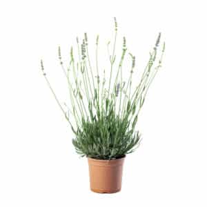 Lavandula Angustifolia (English Lavender)