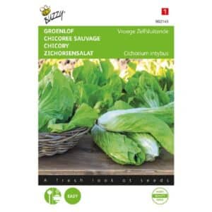 Buzzy® Chicory - Sugarleaf