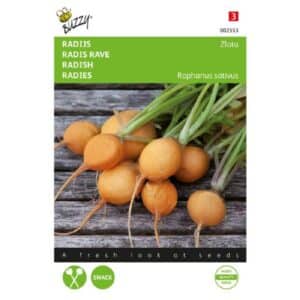 Buzzy® Radish Zlata, Yellow Round