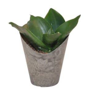 Sansevieria 'Black Jade' in Pot 6.5cm