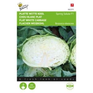 Buzzy® Flat White Cabbage Spring Salute F1