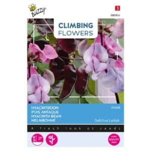 Buzzy® Climbing Flowers, Dolichos lablab, Hyacinth