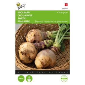 Buzzy® Rutabaga Champion, Purple Top