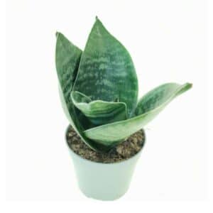 Sansevieria Green Hahnii in Pot 6.5cm