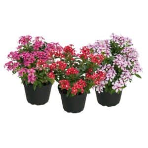 Vinca Catharanthus Soiree in Pot 15cm