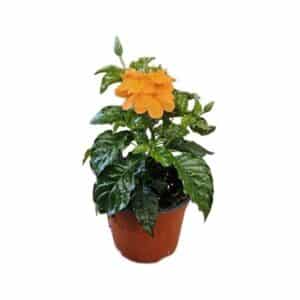 Crossandra in Pot 14cm