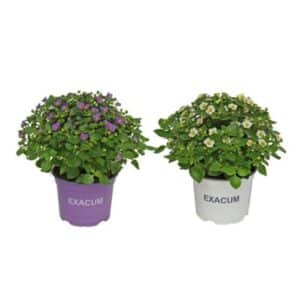 Exacum in Pot 14cm