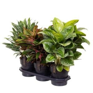 Aglaonema in Pot 19cm