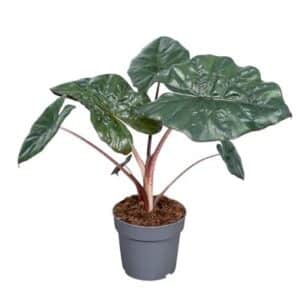 Alocasia Sarawakensis 'Yucatan' in Pot 14cm