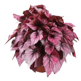 Begonia foliage Beleaf Indian in Pot 17cm