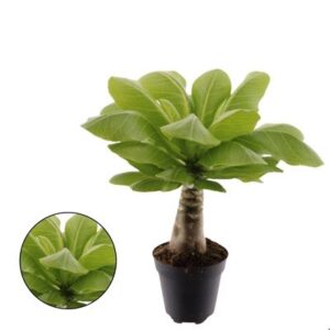 Brighamia Insignis Hawaiian Palm in Pot 12cm
