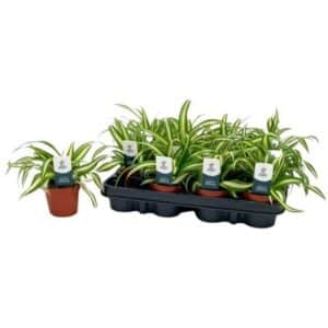 Chlorophytum com. 'Variegatum' in Pot 8.5cm