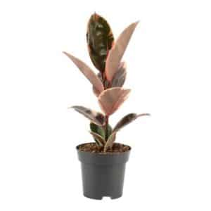 Ficus Elastica 'Belize' in Pot 14cm