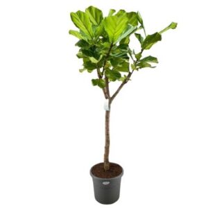 Ficus lyrata in Pot 40cm