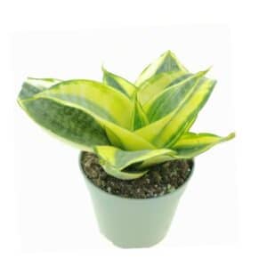 Sansevieria Trifasciata Golden Hahnii in Pot 6.5cm