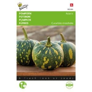 Buzzy® Pumpkin Asterix (Leopard Print)