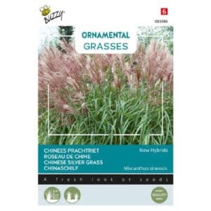 Buzzy® Ornamental Grasses Chinese 'New Hybrids'