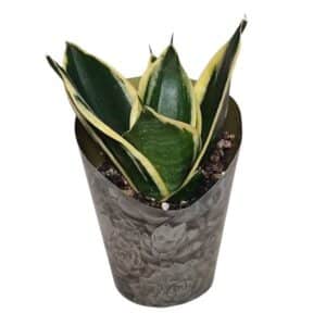 Sansevieria Trifasciata Jade Pagoda in Pot 6.5cm