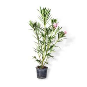 Nerium Oleander 'Magaly' in Pot 17cm