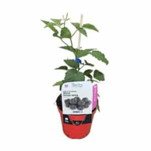 More Senza Spine (Seedless Blackberry) in Pot 14cm