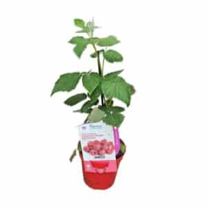 Lampone Rosso Rifiorente (Red Raspberry) in Pot 14cm