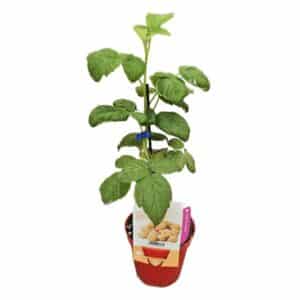 Lampone Giallo Rifiorente (Yellow Raspberry) in Pot 14cm