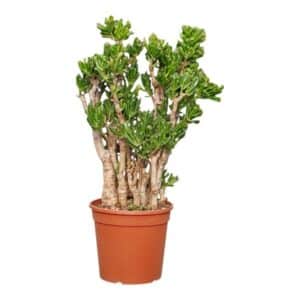 Crassula Portulacea Hobbit in Pot 24cm H70cm