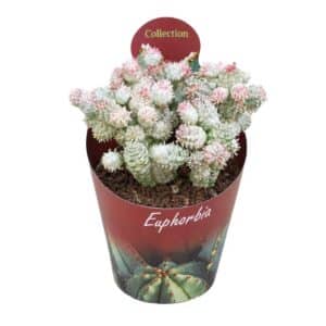 Euphorbia Meloformis Variegata in Pot 10.5cm