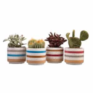 Cactus Mix in Ceramic Striped Pot 10cm