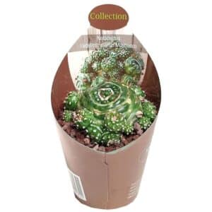 Notocactus Werdermannianus Mostruoso in Pot 6.5cm