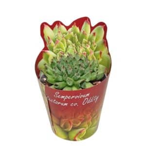 Sempervivum Tectorum Oddity in Pot 6.5cm