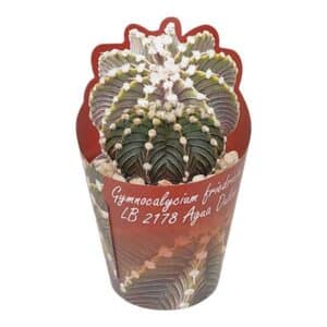 Gymnocalycium Friedrichii Agua Dulce in Pot 6.5cm