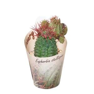 Euphorbia Stellispina in Pot 6.5cm
