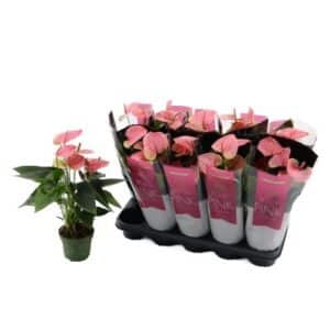 Anthurium (Andreanum) Sweet Dream in Pot 12cm