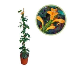 Bignonia Capensis in Pot 17cm