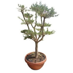 Olea Europaea in Ciotola D90cm