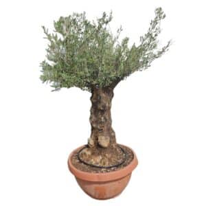 Olea Europaea Bonsai Cuenco H90/120cm
