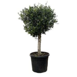 Olea Europaea Trunk Joven 70Ltr
